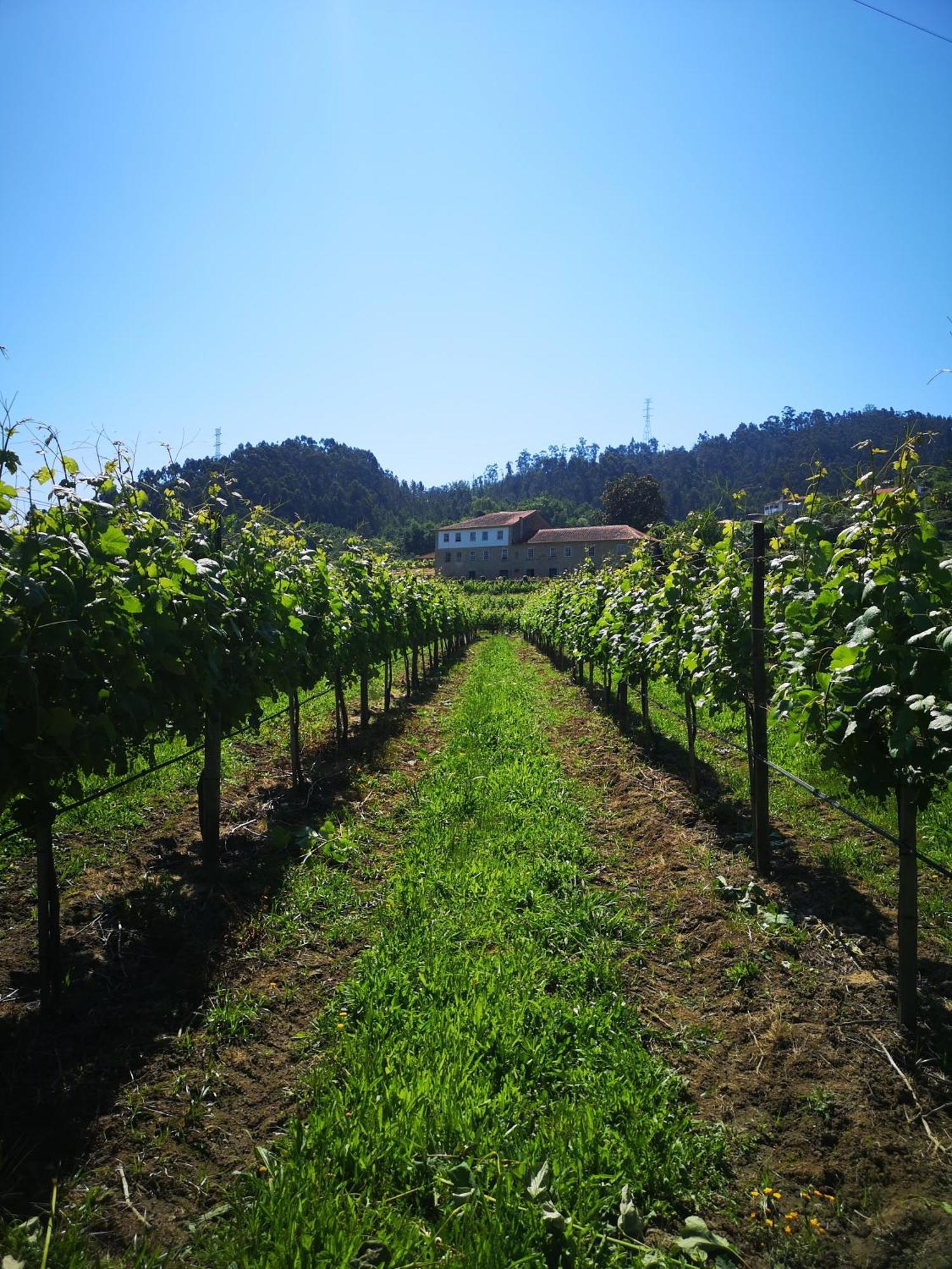 Quinta De Cypriano - Wine & Nature Ponte da Barca Extérieur photo